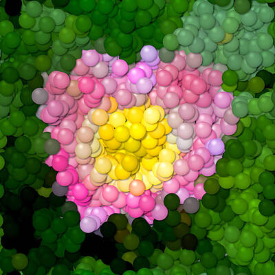Roses Digital Art - Rose flower image balls by Miroslav Nemecek