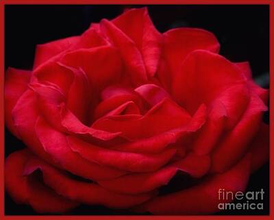 Stone Cold Rights Managed Images - Rose of Red Bordered Royalty-Free Image by Joan-Violet Stretch