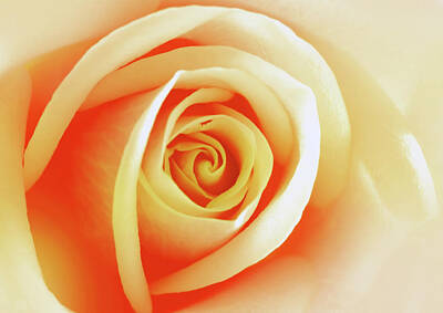 Roses Digital Art - Rose Of Splendour by Georgiana Romanovna