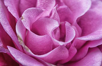 Roses Royalty-Free and Rights-Managed Images - Rose Petals by Martin Newman