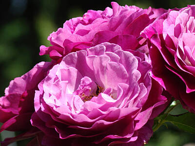 Roses Photo Royalty Free Images - Rose Pink Purple Roses Flowers 1 Rose Garden Sunlit Flowers Baslee Troutman Royalty-Free Image by Patti Baslee