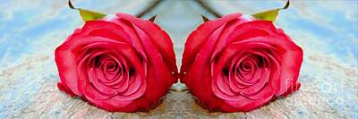 Roses Royalty-Free and Rights-Managed Images - Rose Reflection by Clare Bevan