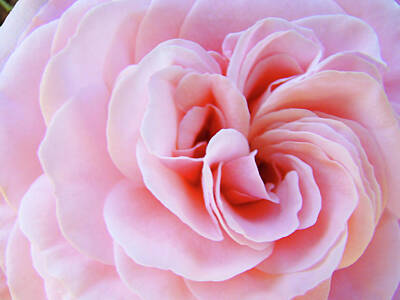 Modern Abstraction Pandagunda - Rose Spiral art Pink Roses Floral Baslee Troutman by Patti Baslee