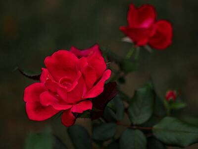 Going Green - Roses for You by Buck Buchanan