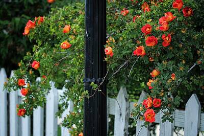 Traditional Kitchen Royalty Free Images - Roses Lamppost And Fence  Royalty-Free Image by Buck Buchanan