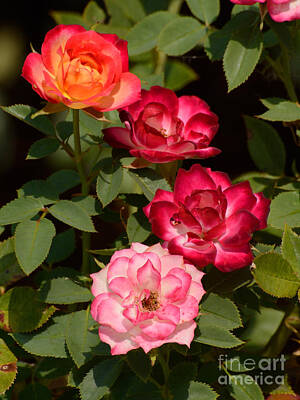 Renoir Rights Managed Images - Roses Royalty-Free Image by Merrimon Crawford