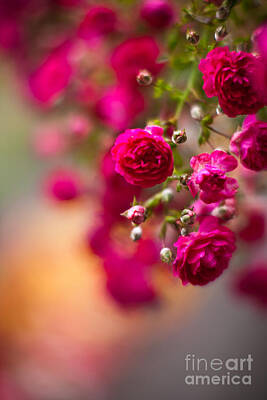 Roses Photo Royalty Free Images - Roses Peace Royalty-Free Image by Mike Reid
