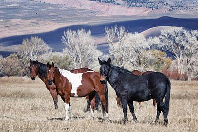 Frank Sinatra Rights Managed Images - Rovana Horses Royalty-Free Image by Kathleen Bishop