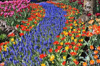 Underwood Archives - Rows of Tulips by Rick Lawler