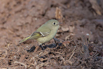 Christmas Typography - Ruby-crowned Kinglet on Ground by Ronnie Maum