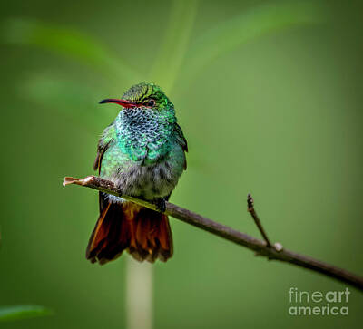 Pop Art - Rufous-tailed by Frank Pali