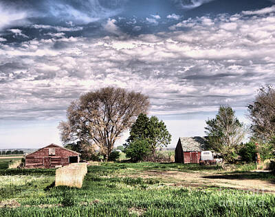 Birds Royalty-Free and Rights-Managed Images - Rural scenery by Jeff Swan
