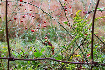 Royalty-Free and Rights-Managed Images - Rusty Fence Red Berries and Raindrops by Thomas R Fletcher
