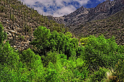 Mark Myhaver Rights Managed Images - Sabino Canyon h33 Royalty-Free Image by Mark Myhaver