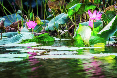 Food And Beverage Signs - Sacred lotus with large pink flowers at Corroboree Billabong in  by Daniela Constantinescu