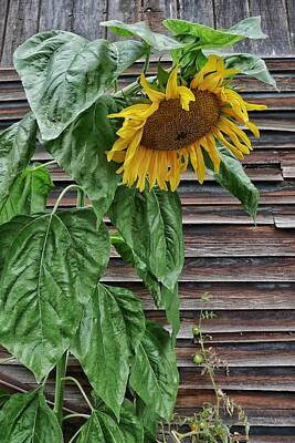 Prescription Medicine - Sad Sunflower by Steffani Cameron