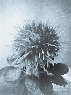 Florals Royalty-Free and Rights-Managed Images - Safflower Potpourri BW by Mona Stut