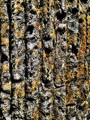 Animals And Earth Rights Managed Images - Saguaro Detail No. 5 Royalty-Free Image by Roger Passman
