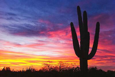 Wine Beer And Alcohol Patents - Saguaro Sunset II by Matt Suess