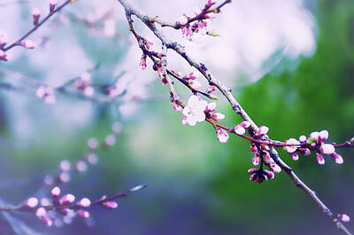 Shaken Or Stirred - Sakura Blossom by Liudmila Gerasimova