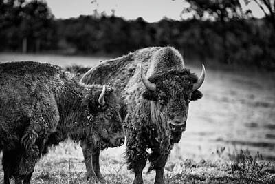 Cj Schmit Rights Managed Images - Salem Bison Royalty-Free Image by CJ Schmit