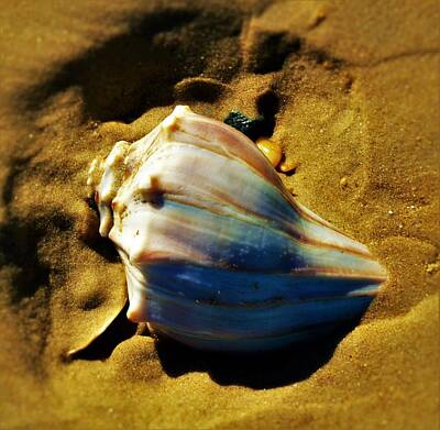 Beach Rights Managed Images - Sand Shell Royalty-Free Image by Billy Beck