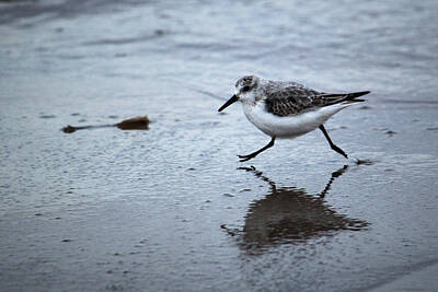 Spot Of Tea - Sanderling Running On Beach by Adrian Wale