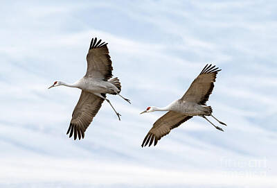 Recently Sold - Birds Photos - Sandhill Crane Approach by Michael Dawson