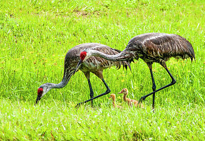 Printscapes - Sandhill Cranes With Chicks by Norman Johnson