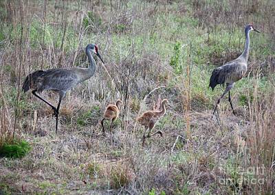 Kids All Royalty Free Images - Sandhill Family Walking through the Marsh Royalty-Free Image by Carol Groenen