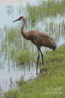 Recently Sold - Animals Photos - Sandhill in the Marsh by Carol Groenen