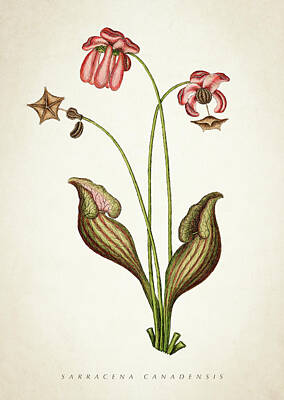 Florals Digital Art - Sarracena Canadensis Botanical print by Aged Pixel