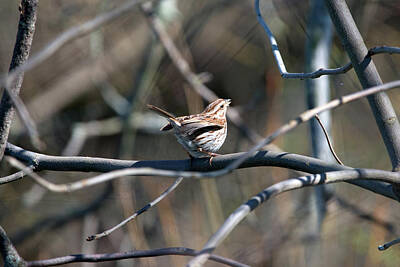 Gaugin Royalty Free Images - Savannah Sparrow Royalty-Free Image by Linda Kerkau