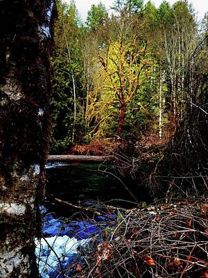 Jerry Sodorff Royalty-Free and Rights-Managed Images - Scoggins Creek 3 by Jerry Sodorff
