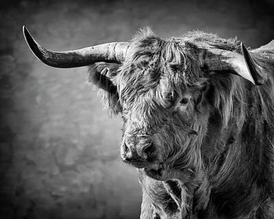 Cities Royalty Free Images - Scottish Highland Bull Royalty-Free Image by Wes and Dotty Weber