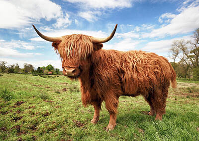Recently Sold - Animals Photo Royalty Free Images - Scottish Highland Cow - Trossachs Royalty-Free Image by Grant Glendinning