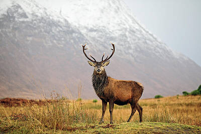 Modern Man Classic London - Scottish Red Deer Stag - Glencoe-2 by Grant Glendinning