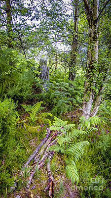 Ingredients Rights Managed Images - Scottish Woods Royalty-Free Image by Nancy L Marshall