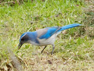 Door Locks And Handles Rights Managed Images - Scrub Jay #3 Royalty-Free Image by Glen Faxon