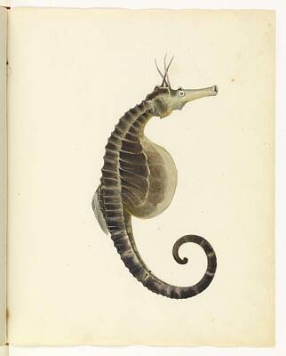 School Tote Bags Royalty Free Images - Sea horse Unsigned sketches attributed to William Buelow Gould Royalty-Free Image by William Buelow Gould