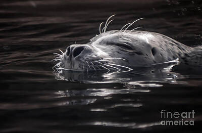 Beers On Tap - Sea Lion Basking in the Light by Em Witherspoon