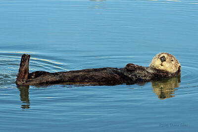 Anne Geddes Collection - Sea Otter by Deana Glenz