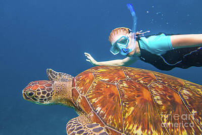 Reptiles Rights Managed Images - Sea turtle snorkeling Royalty-Free Image by Benny Marty
