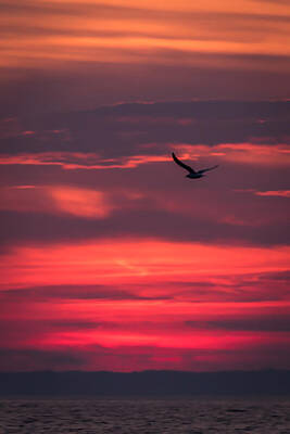Michael Jackson - Seagull Flying At Sunset Jersey Shore by Terry DeLuco