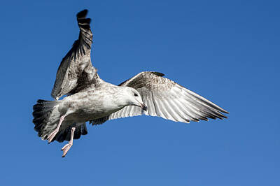 Michael Greaves Royalty-Free and Rights-Managed Images - Seagull by Michael Greaves