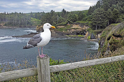 Grimm Fairy Tales - Seagull, Oregon Coast by Buddy Mays
