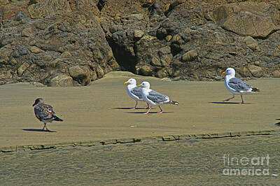 Fashion Paintings Rights Managed Images - Seagulls on the Beach  Royalty-Free Image by Randy Harris