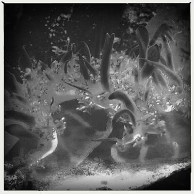 Route 66 - Sealife black and white by Valerie Nolan