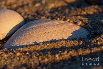 Fine Dining - Seashell Surrounded by Sand Pebbles by Joe Benning