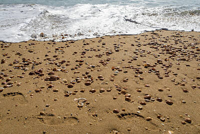 University Icons - Seashells and Footsteps - Lets Go to the Beach by Georgia Mizuleva